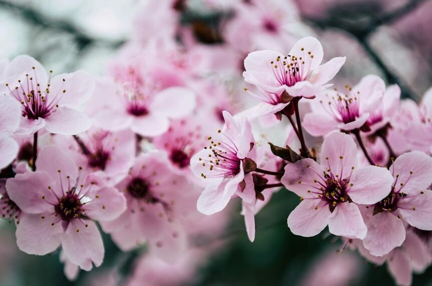 digital authority for growth